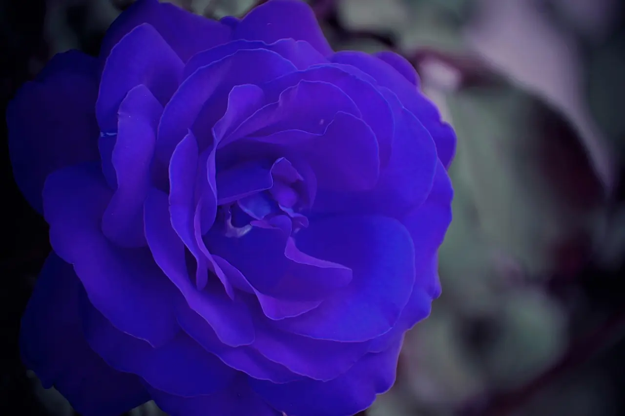 Close-up of a deep blue rose symbolizing sympathy, remembrance, and heartfelt condolences